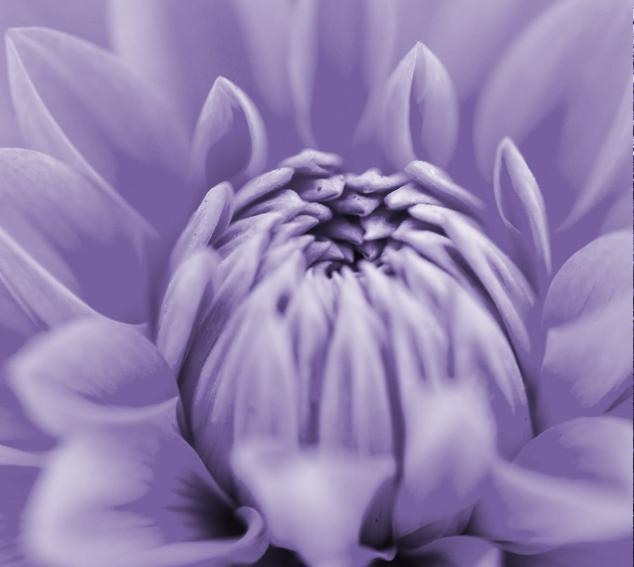 Close up of petals on partially open flower